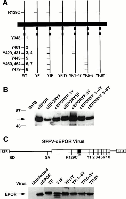 Fig. 1. Tyrosine mutants of the EPOR and effects in cell culture. (A) Schematic of the parental cEPOR containing an intact cytoplasmic tail and the R129C substitution in the extracellular domain (WT), the cEPORYF mutant in which all eight cytoplasmic tyrosines have been replaced by phenylalanines (YF), and various mutants retaining selected tyrosine residues as shown (Y1F, YF:1Y, YF:1-4Y, YF:5-8Y, and YF:8Y). For convenience, specific tyrosine positions in the cytoplasmic segment have been numbered 1-8 as indicated. (B) Immunoblot analysis showing comparable levels of the cEPOR variants in transfected BaF3 cell lines. Arrow, EPOR. (C) Titers of SFFV-cEPOR viruses containing the tyrosine variants described above, as determined in infection analyses with fibroblasts. The schematic represents a genetic map of these recombinant retroviruses. The immunoblot displays detection of the cEPOR proteins from the indicated viruses.