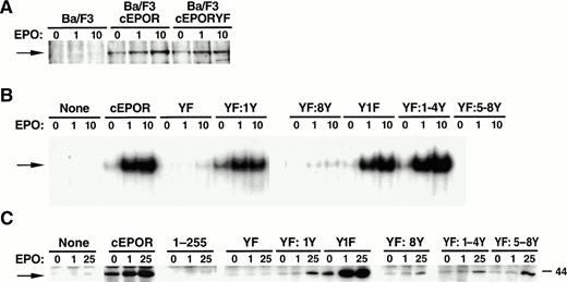 Fig. 2. Signal transduction characteristics of cEPOR mutants in BaF3 cells. (A) Whole cell lysates of the BaF3 transfectants described in Fig 1 were subjected to immunoprecipitation with anti-JAK2 antiserum followed by separation by polyacrylamide gel electrophoresis and immunoblotting analysis with anti-phosphotyrosine antibody. Cells were either resting (0) or stimulated with EPO at low-dose (1, 1 U/mL) or high-dose (10, 10 U/mL) EPO for 15 minutes before lysis. The blots were reprobed with anti-JAK2 antibody to verify the identity of the phosphoprotein band and equivalent gel loading (not shown). (B) Nuclear extracts prepared from resting or EPO-stimulated BaF3 cell lines were prepared and subjected to EMSA with an oligonucleotide probe containing a STAT-binding sequence (FcγRI). Supershift analysis with anti-STAT5 antisera was used to confirm the identity of the STAT within the retarded nucleoprotein complex (not shown). (C) Whole cell extracts prepared from resting (0) or EPO-stimulated (1 U/mL or 25 U/mL, as indicated) BaF3 cell lines were prepared and subjected to in vitro kinase assays as described in Materials and Methods.