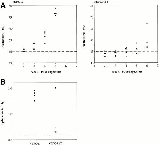 Fig. 3. Hematopoietic consequences of SFFV-cEPOR viruses in infected mice. (A) Hematocrits of mice infected with SFFV-cEPOR (•, left) or SFFV-cEPORYF (▴, right) measured serially following inoculation. Each symbol represents a value from an individual animal, and the dashed line indicates the normal hematocrit of an adult mouse. (B) Spleen weights of mice infected with SFFV-cEPOR or SFFV-cEPORYF determined after euthanizing the mice at the end of the experiment. Each symbol represents a value from an individual animal, and the dashed line indicates the normal spleen weight of an adult mouse.