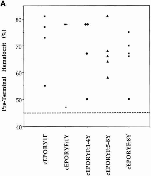 Fig. 4. Stimulated erythropoiesis in mice infected with viruses encoding tyrosine add-back mutants of the EPOR. (A) Immediately before termination, hematocrits were determined for each animal infected with viruses encoding the indicated cEPOR variants. Each symbol represents a value from an individual animal, and the dashed line indicates the normal hematocrit of an adult mouse. (B) Immunoblot analysis for expression of the transduced EPOR protein in primary spleen cells isolated from infected mice.