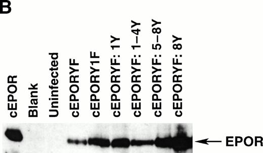 Fig. 4. Stimulated erythropoiesis in mice infected with viruses encoding tyrosine add-back mutants of the EPOR. (A) Immediately before termination, hematocrits were determined for each animal infected with viruses encoding the indicated cEPOR variants. Each symbol represents a value from an individual animal, and the dashed line indicates the normal hematocrit of an adult mouse. (B) Immunoblot analysis for expression of the transduced EPOR protein in primary spleen cells isolated from infected mice.