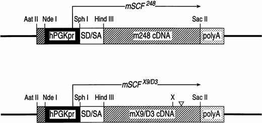 Fig. 1. SCF transgene constructs. Transgene expression of the mSCF248 and mSCFX9/D3 cDNAs in founder mice was achieved using a minigene cassette consisting of mSCF248 or mSCFX9/D3 cDNA expressed from the human PGK promoter. The PGK promoter, consisting of 514 bp 5′-flanking sequence from the X-linked human phosphoglycerate kinase-1 gene,54 up to but excluding the translational start codon, was subcloned into pGEM-7 as an Aatll/Sph l fragment. The mSCF248 or mSCFX9/D3 cDNA in addition to a splice donor/acceptor and poly A site was subcloned from the expression plasmid V19.8mSCF248 or V19.8mSCFX9/D3 36 as aXho l/Kpn l fragment 3′ to the PGK promoter in the pGEM-7 plasmid vector to generate the final transgene plasmid. hPGKpr: human phosphoglycerate kinase promoter: SD/SA: splice donor/splice acceptor sequences; mSCF248 cDNA: murine SCF cDNA encoding full-length soluble SCF protein: mSCFX9/D3 cDNA: murine SCF cDNA encoding full-length MR19 SCF protein; poly A: polyadenylation sequence. (X) denotes the location of an insertedXho l at the proteolytic cleavage site in exon 6, and (▿) denotes a 12-bp deletion of the secondary proteolytic cleavage site in exon 7.