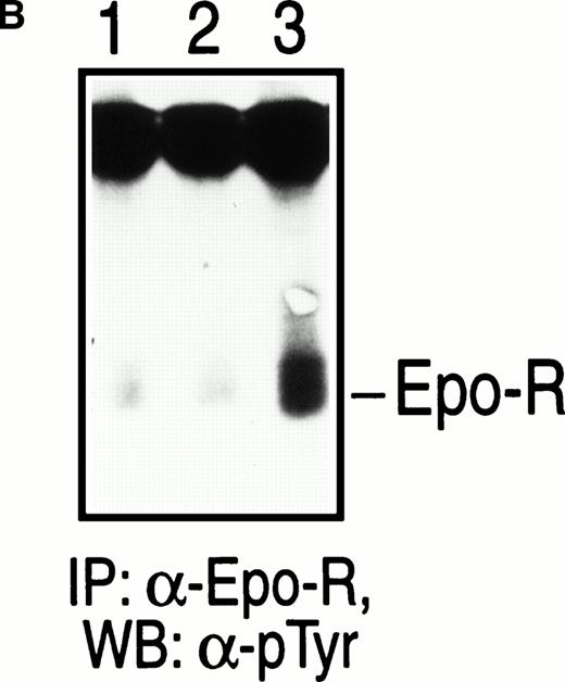 Fig. 5. Coimmunoprecipitation and phosphorylation of c-kit and EPO-R in HCD57 cells. (A) Stimulation with MR and soluble SCF. Factor-starved HCD57 cells were cocultured with mitomycin C–treated stromal cells expressing either the soluble (Sl/Sl4-S) or the MR (Sl/Sl4-MR) form of SCF for various periods of time at 37°C as described in Materials and Methods. Subsequently at various times, cell lysates were collected and subjected to IP with an anti–c-kit antibody and WB analysis with an anti-phosphotyrosine antibody and the enhanced chemiluminescence detection system. Coimmunoprecipitated and tyrosine-phosphorylated Golgi-processed c-kit (slow migrating)27 and EPO-R are indicated. Lane 1 corresponds to parental Sl/Sl4 cells cocultured for 10 minutes; lanes 2, 4, and 6 correspond to Sl/Sl4-S cells cocultured for 10, 60, and 120 minutes, respectively; lanes 3, 5, and 7 correspond to Sl/Sl4-MR cells cocultured for 10, 60, and 120 minutes, respectively. (B) Stimulation with EPO. Factor-starved HCD57 cells were exposed to no growth factor (lane 1) or stimulated with 10 μ/mL rhEPO for 5 minutes (lane 2) and for 10 minutes (lane 3). Cell lysates were subjected to IP using an anti–EPO-R antibody and WB using an anti-phosphotyrosine antibody as described above. Tyrosine-phosphorylated EPO-R is indicated.