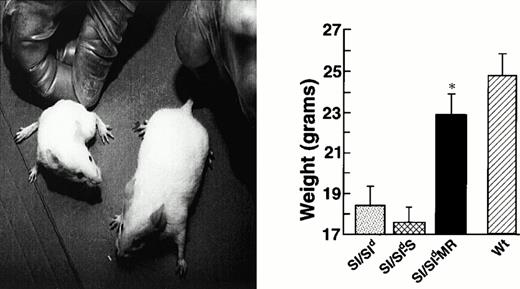 Fig. 7. Expression of MR SCF improves runting associated withSl/Sld mice. Shown in the left panel are pictures of 12-week-old mutant mice that either express the MR form of SCF or overexpress the soluble form. The right panel shows the weights of these mice and their comparison with wt littermates. Weight comparison between Sl/Sld (n = 16),Sl/Sld-S (n = 10),Sl/Sld-MR (n = 14), and wt (n = 20) mice. All black-eyed white mice and wt mice at 12 weeks of age were weighed. The results show mean ± SEM (bars). (*) P = .01,Sl/Sld-MR versus Sl/Sldand Sl/Sld-S.