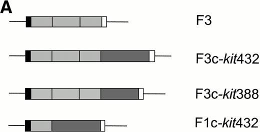 Fig. 1. Plasmid constructs and Western blot. (A) Schematic representation of constructs. F3, previously designated pMFPK3E12 is a modified version of pMF3E,9 where the FKBP12 domain has been modified to contain the mutations G89P and I90K. Murine c-kit receptor sequences encode either the full-length 432-amino acid cytoplasmic domain, or the membrane proximal 388 amino acid cytoplasmic domain. (▪), Myristylation peptide; (▧), FKBP12; (▪), intracellular domain of c-kit receptor; (□), HA epitope tag. (B) Western blot of protein extracts from Ba/F3 cell clones expressing the F3 and F3c-kit432 constructs display protein bands of predicted sizes.