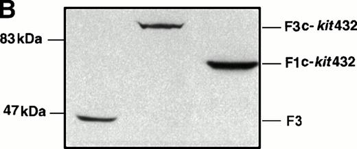 Fig. 1. Plasmid constructs and Western blot. (A) Schematic representation of constructs. F3, previously designated pMFPK3E12 is a modified version of pMF3E,9 where the FKBP12 domain has been modified to contain the mutations G89P and I90K. Murine c-kit receptor sequences encode either the full-length 432-amino acid cytoplasmic domain, or the membrane proximal 388 amino acid cytoplasmic domain. (▪), Myristylation peptide; (▧), FKBP12; (▪), intracellular domain of c-kit receptor; (□), HA epitope tag. (B) Western blot of protein extracts from Ba/F3 cell clones expressing the F3 and F3c-kit432 constructs display protein bands of predicted sizes.