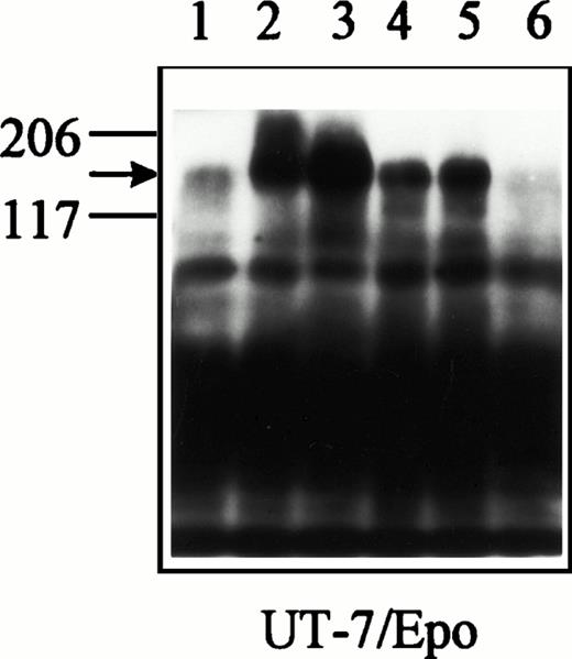 Fig. 3. Upper panel: Epo induces tyrosine phosphorylation of thec-kit receptor in UT-7/Epo cells. UT-7/Epo cells were exposed to no added growth factor (lane 1), SCF (150 ng/mL, lane 2), Epo (2.5 U/mL, lane 3), or GM-CSF (5 ng/mL, lane 4) for 10 minutes at 37°C. UT-7/Tpo cells were exposed to no added growth factor (lane 5), SCF (lane 6), Tpo (25 ng/mL, lane 7), or GM-CSF (lane 8). Cell lysates were immunoprecipitated with SR-1 anti–c-kit receptor monoclonal antibody, subjected to SDS-PAGE, and blotted with the 4G10 antiphosphotyrosine monoclonal antibody. Molecular weight markers are indicated. The arrow identifies the c-kit receptor. Two additional experiments gave similar results. Lower panel: tyrosine phosphorylation of the c-kit receptor in UT-7/Epo cells is detectable within 5 minutes of Epo stimulation. UT-7/Epo cells were exposed to no added growth factor (lane 1), SCF (150 ng/mL, lane 2) for 5 minutes, SCF (lane 3) for 10 minutes, Epo (2.5 U/mL, lane 4) for 5 minutes, Epo (lane 5) for 10 minutes, or GM-CSF (2.5 ng/mL) for 5 minutes at 37°C.