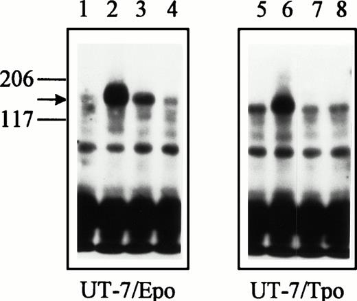 Fig. 3. Upper panel: Epo induces tyrosine phosphorylation of thec-kit receptor in UT-7/Epo cells. UT-7/Epo cells were exposed to no added growth factor (lane 1), SCF (150 ng/mL, lane 2), Epo (2.5 U/mL, lane 3), or GM-CSF (5 ng/mL, lane 4) for 10 minutes at 37°C. UT-7/Tpo cells were exposed to no added growth factor (lane 5), SCF (lane 6), Tpo (25 ng/mL, lane 7), or GM-CSF (lane 8). Cell lysates were immunoprecipitated with SR-1 anti–c-kit receptor monoclonal antibody, subjected to SDS-PAGE, and blotted with the 4G10 antiphosphotyrosine monoclonal antibody. Molecular weight markers are indicated. The arrow identifies the c-kit receptor. Two additional experiments gave similar results. Lower panel: tyrosine phosphorylation of the c-kit receptor in UT-7/Epo cells is detectable within 5 minutes of Epo stimulation. UT-7/Epo cells were exposed to no added growth factor (lane 1), SCF (150 ng/mL, lane 2) for 5 minutes, SCF (lane 3) for 10 minutes, Epo (2.5 U/mL, lane 4) for 5 minutes, Epo (lane 5) for 10 minutes, or GM-CSF (2.5 ng/mL) for 5 minutes at 37°C.