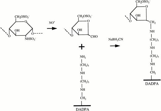 Fig. 1. Reactions involved in immobilization of heparin by EL. The GAG chain is cleaved into smaller fragments, each bearing a formaldehyde (CHO) group at one end by controlled digestion with nitrous acid. The heparin fragments are then attached through these formaldehyde groups to free amino groups displayed on the solid phase by the Schiff base reaction.