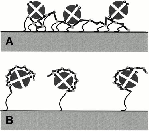 Fig. 2. Probable modes of interaction between the PF4 tetramer and heparin immobilized by multiple cross-linkages (A) and by EL (B). Small circles on each side of the PF4 tetramer denote (in cross section) alpha helical regions known to be important for heparin binding. The schemes shown are consistent with experimental observations, but the exact nature of heparin: PF4 interaction is not yet known.