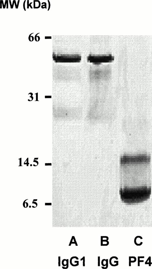 Fig. 5. Twenty percent SDS gel electrophoresis (reduced, silver stain) of affinity-purified antibody from patient 2 (lane A), purified normal IgG (lane B), and purified PF4 (lane C).