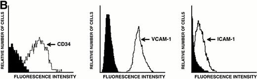 Fig. 1. Characterization of LEC-1 clones. (A) Phase contrast microscopy of attached LEC-1 (A12 clone) 2 days after culture in IMDM 20% FCS. Note the spindle like morphology of these endothelial cells (original magnification × 20). Fluorescence-activated cell sorting (FACS) analysis of LEC-1 showing the expression of CD34 (B), VCAM-1 (C), and ICAM-1 (D) (thin line). Negative controls were stained with the respective isotype (black profile). Similar results were obtained with the C7 clone.