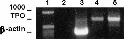 Fig. 2. TPO mRNA expression in murine LEC-1. RT-PCR was performed on 1 μg total RNA obtained from A12 and C7 LEC-1 clones. Reverse-transcription and amplification were performed as described in Materials and Methods with the primers specific for TPO. Constitutive expression for TPO was detected in A12 and C7 LEC-1 clones. 1: Molecular markers; 2: negative control (PCR reaction without RNA template); 3: internal control, β-actin; 4: A12 clone; 5: C7 clone.