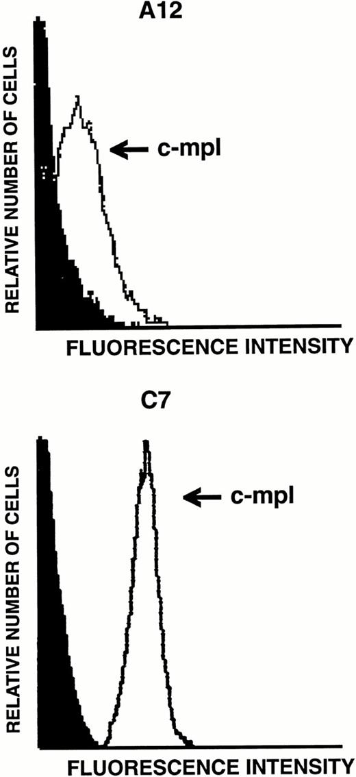 Fig. 5. Flow cytometric analysis of c-mpl expression on LEC-1 clones. A12 and C7 LEC-1 clones were incubated with rabbit polyclonal antibodies against c-mpl (thin line) or with purified control rabbit IgG (black profile) followed by R-PE–conjugated goat polyclonal antibodies against rabbit IgG.