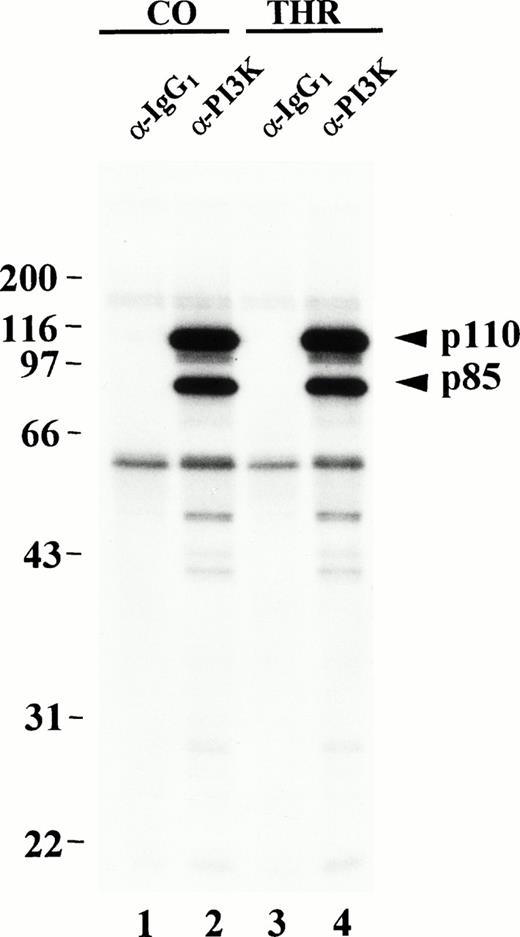 Fig. 1. In vitro phosphorylation of PI3K from resting or thrombin-stimulated platelets. Control (CO) or thrombin-treated (THR) platelets were lysed in 1% Triton-containing lysis buffer and Triton-soluble fractions were immunoprecipitated with equal amounts of either p85 antibody (lanes 2 and 4) or an isotype-matched control antibody (lanes 1 and 3). The washed immune complexes were incubated in the presence of γ-32P-ATP and Mn2+ in an in vitro kinase assay as described in Materials and Methods. Phosphorylated proteins were eluted, separated by SDS-PAGE and detected by autoradiography. Molecular mass markers in kilodaltons are indicated at the left.