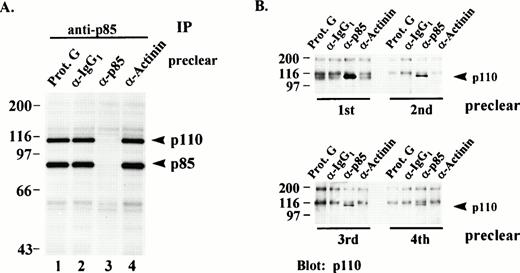 Fig. 2. (A) In vitro phosphorylation of PI3K from immunodepleted lysates. Post-130,000g cytosolic fractions of lysates from resting platelets were serially immunodepleted (preclear) four times with either Protein G beads alone (lane 1), isotype-matched IgG1 antibody (lane 2), p85 antibody (lane 3), or an irrelevant antibody (lane 4). All of the precleared lysates were then re-immunoprecipitated (IP) with equal amounts of PI3K antibody and the immune complexes subjected to an in vitro kinase assay with γ-32P-ATP and Mn2+ as described in Materials and Methods. Immune complex proteins were eluted, separated by SDS-PAGE and visualized by autoradiography. Molecular mass markers in kilodaltons are indicated at the left. (B) The immune complexes immunoprecipitated from each lane in (A) were eluted from the Protein G beads, separated by SDS-PAGE and immunoblotted for p110 content with a p110-specific antibody. Numbers below the lanes indicate the particular preclearing step. Molecular mass markers in kilodaltons are indicated at the left.