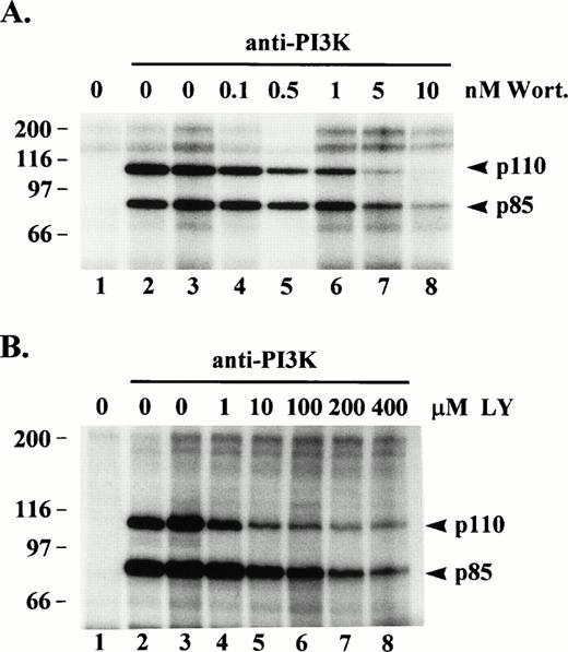 Fig. 3. Effect of wortmannin or LY294002 on protein kinase activity of PI3K. (A) PI3K was immunoprecipitated from, post-130,000g, cytosolic fractions of platelet lysates (lanes 2 through 8). Lane 1 consisted of Protein G beads alone incubated with lysate. The washed immune complexes were incubated for 20 min with either kinase buffer alone (lanes 1 to 2), buffer/dimethylsulfoxide vehicle (lane 3), or the indicated wortmannin (Wort) concentrations (lanes 4 through 8). (B) Same as in (A) except washed immune complexes were incubated with either kinase buffer alone (lanes 1 and 2), buffer/ethanol vehicle (lane 3), or the indicated LY294002 (LY) concentrations (lanes 4 through 8), and lane 1 represents an IgG1 control antibody immunoprecipitate. Incubations were then subjected to an in vitro kinase assay as described in Fig 1.32P-labeled proteins were eluted, separated by SDS-PAGE and detected by autoradiography. Molecular mass markers in kilodaltons are indicated at the left.