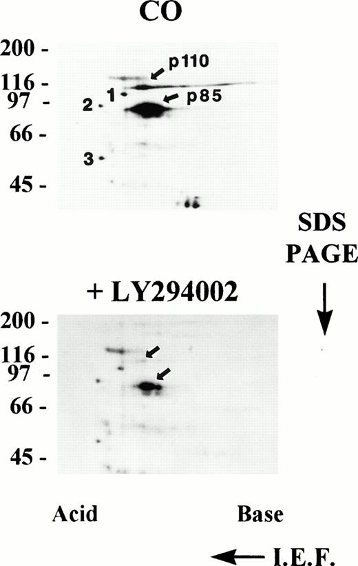 Fig. 4. Two-dimensional electrophoresis of PI3K immune complexes phosphorylated, in vitro. PI3K was immunoprecipitated from, post-130,000g, cytosolic fractions of resting platelet lysates and the immune complexes subjected to an in vitro protein kinase assay in the presence of Mn2+ and γ-32P-ATP in the absence (CO) or presence of 30 μmol/L LY294002. Radiolabeled proteins were eluted with urea sample buffer and analyzed by two-dimensional electrophoresis as described in Materials and Methods. Spots 1, 2, and 3 are unidentified reference points used for relative quantitation (see Results). Molecular mass markers in kilodaltons are indicated at the left. IEF; isoelectric focusing.