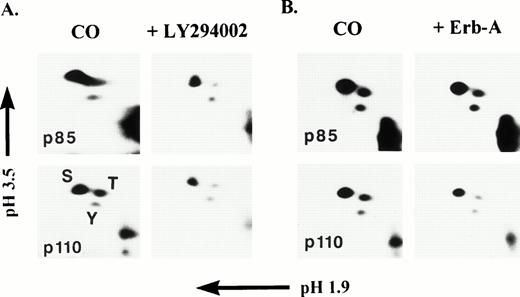 Fig. 5. Two-dimensional phosphoamino acid analysis of p85 and p110 phosphorylated, in vitro. PI3K was immunoprecipitated from, post-130,000g cytosolic fractions of platelet lysates and the immune complexes subjected to an in vitro protein kinase assay in the presence of Mn2+ and γ-32P-ATP in the absence or presence of either 30 μmol/L LY294002 (A), or 5 μmol/L erbstatin-A (B). Radiolabeled proteins were eluted and separated by SDS-PAGE. p85 and p110 bands were subjected to two-dimensional phosphoamino acid analysis as described in Materials and Methods. Phosphoserine (S), phosphothreonine (T), and phosphotyrosine (Y) standards were run concurrently with the p85 and p110 amino acid hydrolysates and stained with ninhydrin. Migration of phosphoamino acid standards was coincident with the radiolabeled spots.