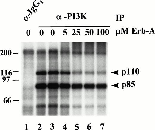Fig. 6. Effect of erbstatin analog on p85 and p110 phosphorylation, in vitro. PI3K was immunoprecipitated (IP) from Triton-soluble fractions of resting platelet lysates. Isotype-matched IgG1 antibody was used as a control (lane 1). Washed immune complexes were incubated in the absence or presence of the indicated concentrations of Erb-A for 15 minutes, and subjected to an in vitro kinase assay in the presence of γ-32P-ATP, and Mn2+ as described in Materials and Methods. In the absence of erb-A, kinase buffer alone (lanes 1 and 2), or ethanol/buffer vehicle (lane 3) were used as controls.32P-labeled proteins were eluted, separated by SDS-PAGE, and identified by autoradiography. Molecular mass markers in kilodaltons are indicated at the left.