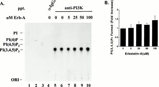 Fig. 7. Effect of Erb-A on PI3K lipid kinase activity. (A) Triton-soluble fractions of resting platelet lysate were immunoprecipitated with equal amounts of either PI3K antibody (lanes 5 through 10) or an isotype-matched antibody (lane 4). The washed immune complexes were subjected to a “cold” in vitro kinase assay in the presence of ATP/Mn2+, and in the absence or presence of the indicated concentrations of Erb-A. Control reactions containing no Erb-A were incubated with either buffer alone (lanes 4 and 5) or ethanol/buffer vehicle (lane 6). The phosphorylated immune complexes were washed and incubated for 10 minutes in the presence of γ-32P-ATP, Mg2+, and PI(4,5)P2substrate. Radiolabeled phosphoinositides were extracted and separated by TLC as described in Materials and Methods. Migrations of authentic PI(4,5)P2, PI(4)P, or PI standards are indicated by outlined circles. PI; phosphatidylinositol. (B) Direct quantitation of radiolabeled spots from lanes 6 through 10 in (A). Each bar represents the fold-increase of PI(3,4,5)P3 formed (net counts per minute) relative to the buffer-only control (A, lane 5). Results are presented as the mean of three experiments ± standard error.