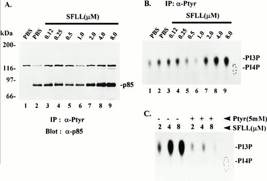 Fig. 8. Recovery of p85 and PI3K lipid kinase activity in anti-Ptyr immune complexes from thrombin receptor-activated platelets. Platelets were treated for 1 minute with either PBS vehicle or the indicated concentrations of SFLLRNPNDKY (SFLL) and lysed in 1% Triton-containing buffer. (A) Triton-solubilized protein was immunoprecipitated with either no antibody (lane 1) or with anti-Ptyr antibody (lanes 2 through 9). Immune complexes were washed and solubilized in SDS-PAGE sample buffer. Proteins were separated by SDS-PAGE and immunoblotted with anti-p85 monoclonal antibody. Molecular mass markers in kilodaltons are indicated at the left. IP; immunoprecipitation. (B) Triton-solubilized protein was immunoprecipitated with either no antibody (lane 1) or with anti-Ptyr antibody (lanes 2 through 9). Anti-Ptyr immune complexes were incubated with phosphatidylinositol (PI) and assayed for PI3K lipid kinase activity as described in Materials and Methods. Phosphorylated products were separated by TLC and visualized by autoradiography. The relative migration of PI4P standard (dotted oval) and PI3P are indicated at the right. The radioactivity (net counts) present in each spot was quantitated directly on the TLC plate and was as follows: lane 1, 9,713; lane 2, 11,216; lane 3, 13,226; lane 4, 13,324; lane 5, 7,995; lane 6, 4,830; lane 7, 18,036; lane 8, 24,355; lane 9, 29,064. Results are representative of several independent experiments. (C) Platelets were treated with the indicated concentrations of SFLLRNPNDKY (SFLL) and lysed. The Triton-solubilized lysates were immunoprecipitated with anti-Ptyr antibody in the absence (−) or presence (+) of excess (5 mmol/L) phosphotyrosine (Ptyr). The anti-Ptyr immune complexes were examined for PI3K activity as in (B).