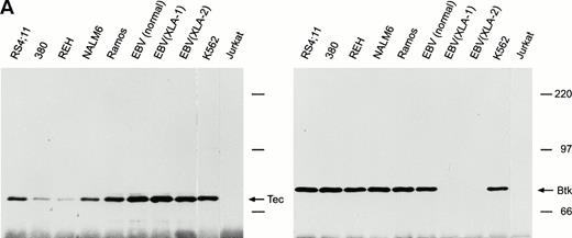 Fig. 1. Expression of Tec and Btk in human B cells. After immunoprecipitation with rabbit antisera to Tec or Btk, Western blots were probed with goat antisera against these proteins. (A) Tec was expressed in all B-cell lines studied representative of different stages of maturation, including two EBV-transformed lymphoblastoid cell lines derived from patients with XLA and lacking Btk expression. The myeloid cell line K562 and the T-lymphoid cell line Jurkat were used as a positive and negative control, respectively. (B) Tec and Btk were also expressed in tonsillar lymphoid cells, but not in thymocytes. Molecular mass markers (in kD) are indicated. The intense band of approximately 50 kD corresponds to the Ig heavy chain of the antibody used for immunoprecipitation.