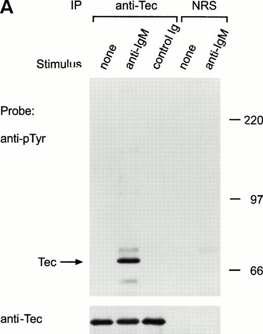 Fig. 2. Ligation of BCR induces tyrosine phosphorylation and activation of Tec. (A) Ramos cells were incubated with anti-IgM antiserum or control serum for 5 minutes. Proteins immunoprecipitated with anti-Tec rabbit antibody or normal rabbit serum (NRS) were separated by SDS-PAGE and transferred to a nitrocellulose membrane. The membrane was probed with antiphosphotyrosine antibody (pTyr; upper panel), then stripped and reprobed with anti-Tec rabbit antibody (lower panel). Molecular mass markers (in kD) are indicated. The position of Tec is indicated by an arrow. A tyrosine phosphorylated protein of approximately 62 kD, coprecipitated with Tec, is also noticeable. The band above Tec (approximately 74 kD) is likely due to nonspecific reactivity, as it was also detected after BCR ligation in immunoprecipitates obtained with NRS. (B) Kinetics of BCR-mediated tyrosine phosphorylation of Tec. Ramos cells were incubated with anti-IgM antiserum for the times indicated (minutes). Tyrosine phosphorylation of Tec was assessed above. (C) BCR ligation increases Tec kinase activity. Ramos cells were stimulated as above for 5 minutes and Tec kinase activity was assessed by in vitro kinase assay. The position of Tec is indicated by the arrow.