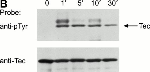 Fig. 2. Ligation of BCR induces tyrosine phosphorylation and activation of Tec. (A) Ramos cells were incubated with anti-IgM antiserum or control serum for 5 minutes. Proteins immunoprecipitated with anti-Tec rabbit antibody or normal rabbit serum (NRS) were separated by SDS-PAGE and transferred to a nitrocellulose membrane. The membrane was probed with antiphosphotyrosine antibody (pTyr; upper panel), then stripped and reprobed with anti-Tec rabbit antibody (lower panel). Molecular mass markers (in kD) are indicated. The position of Tec is indicated by an arrow. A tyrosine phosphorylated protein of approximately 62 kD, coprecipitated with Tec, is also noticeable. The band above Tec (approximately 74 kD) is likely due to nonspecific reactivity, as it was also detected after BCR ligation in immunoprecipitates obtained with NRS. (B) Kinetics of BCR-mediated tyrosine phosphorylation of Tec. Ramos cells were incubated with anti-IgM antiserum for the times indicated (minutes). Tyrosine phosphorylation of Tec was assessed above. (C) BCR ligation increases Tec kinase activity. Ramos cells were stimulated as above for 5 minutes and Tec kinase activity was assessed by in vitro kinase assay. The position of Tec is indicated by the arrow.