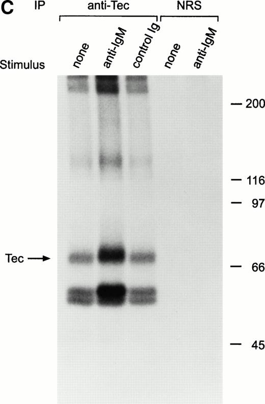 Fig. 2. Ligation of BCR induces tyrosine phosphorylation and activation of Tec. (A) Ramos cells were incubated with anti-IgM antiserum or control serum for 5 minutes. Proteins immunoprecipitated with anti-Tec rabbit antibody or normal rabbit serum (NRS) were separated by SDS-PAGE and transferred to a nitrocellulose membrane. The membrane was probed with antiphosphotyrosine antibody (pTyr; upper panel), then stripped and reprobed with anti-Tec rabbit antibody (lower panel). Molecular mass markers (in kD) are indicated. The position of Tec is indicated by an arrow. A tyrosine phosphorylated protein of approximately 62 kD, coprecipitated with Tec, is also noticeable. The band above Tec (approximately 74 kD) is likely due to nonspecific reactivity, as it was also detected after BCR ligation in immunoprecipitates obtained with NRS. (B) Kinetics of BCR-mediated tyrosine phosphorylation of Tec. Ramos cells were incubated with anti-IgM antiserum for the times indicated (minutes). Tyrosine phosphorylation of Tec was assessed above. (C) BCR ligation increases Tec kinase activity. Ramos cells were stimulated as above for 5 minutes and Tec kinase activity was assessed by in vitro kinase assay. The position of Tec is indicated by the arrow.