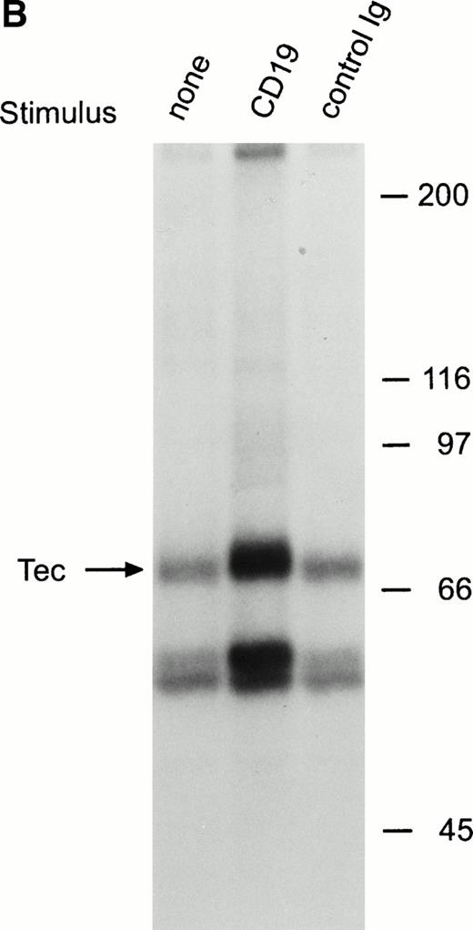 Fig. 3. Ligation of CD19 in immature B cells induces tyrosine phosphorylation and activation of Tec. (A) Immature B-cell lines, RS4;11, 380, and NALM6 were incubated with anti-CD19 monoclonal antibody or isotype-matched nonreactive Ig for 15 minutes at 4°C followed by goat antimouse Ig antiserum for 1 minute at 37°C. Proteins immunoprecipitated with anti-Tec rabbit antibody were separated by SDS-PAGE and transferred to a nitrocellulose membrane. The membrane was probed with antiphosphotyrosine antibody (pTyr; upper panel), then stripped and reprobed with anti-Tec rabbit antibody (lower panel). The position of Tec is indicated. (B) CD19 cross-linking in immature B cells increases Tec kinase activity. RS4;11 cells were stimulated as above and Tec kinase activity was assessed by in vitro kinase assay. Molecular mass markers (in kilodaltons) are indicated. The position of Tec is indicated by the arrow.