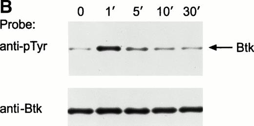 Fig. 4. Ligation of CD19 in immature B cells induces tyrosine phosphorylation and activation of Btk. (A) Immature B-cell lines, RS4;11, 380, and NALM6 were incubated with anti-CD19 monoclonal antibody or isotype-matched nonreactive Ig for 15 minutes at 4°C followed by goat antimouse Ig antiserum for 1 minute at 37°C. Proteins immunoprecipitated with anti-Btk rabbit antibody were separated by SDS-PAGE and transferred to a nitrocellulose membrane. The membrane was probed with antiphosphotyrosine antibody (pTyr; upper panel), then stripped and reprobed with anti-Btk goat antibody (lower panel). The position of Btk is indicated. In RS4;11 and 380 cells, cross-linking of CD19 induced tyrosine phosphorylation of Btk, as 5-minute exposure to anti-IgM antibody did in Ramos cells.33-35 In NALM6 cells, Btk appeared to be strongly tyrosine phosphorylated before CD19 ligation and no increase in phosphorylation was detected. (B) Kinetics of CD19-mediated tyrosine phosphorylation of Btk. CD19 was cross-linked on RS4;11 cells for the times indicated (minutes). Tyrosine phosphorylation of Btk was assessed as above. (C) CD19 ligation increases Btk kinase activity. The 380 cells were stimulated as above for 1 minute and Btk kinase activity was assessed by in vitro kinase assay. Molecular mass markers (in kilodaltons) are indicated. The position of Btk is indicated by the arrow.