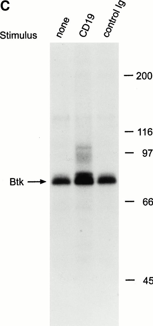 Fig. 4. Ligation of CD19 in immature B cells induces tyrosine phosphorylation and activation of Btk. (A) Immature B-cell lines, RS4;11, 380, and NALM6 were incubated with anti-CD19 monoclonal antibody or isotype-matched nonreactive Ig for 15 minutes at 4°C followed by goat antimouse Ig antiserum for 1 minute at 37°C. Proteins immunoprecipitated with anti-Btk rabbit antibody were separated by SDS-PAGE and transferred to a nitrocellulose membrane. The membrane was probed with antiphosphotyrosine antibody (pTyr; upper panel), then stripped and reprobed with anti-Btk goat antibody (lower panel). The position of Btk is indicated. In RS4;11 and 380 cells, cross-linking of CD19 induced tyrosine phosphorylation of Btk, as 5-minute exposure to anti-IgM antibody did in Ramos cells.33-35 In NALM6 cells, Btk appeared to be strongly tyrosine phosphorylated before CD19 ligation and no increase in phosphorylation was detected. (B) Kinetics of CD19-mediated tyrosine phosphorylation of Btk. CD19 was cross-linked on RS4;11 cells for the times indicated (minutes). Tyrosine phosphorylation of Btk was assessed as above. (C) CD19 ligation increases Btk kinase activity. The 380 cells were stimulated as above for 1 minute and Btk kinase activity was assessed by in vitro kinase assay. Molecular mass markers (in kilodaltons) are indicated. The position of Btk is indicated by the arrow.