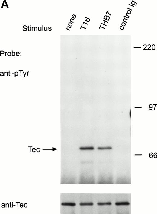 Fig. 5. Ligation of CD38 in RS4;11 cells induces tyrosine phosphorylation and activation of Tec, but not of Btk. (A) RS4;11 cells were incubated with anti-CD38 monoclonal antibodies, T16 and THB7, and isotype-matched nonreactive Ig for 5 minutes. Proteins immunoprecipitated with anti-Tec rabbit antibody were separated by SDS-PAGE and transferred to a nitrocellulose membrane. The membrane was probed with antiphosphotyrosine antibody (pTyr; upper panel), then stripped and reprobed with anti-Tec rabbit antibody (lower panel). Molecular mass markers (in kilodaltons) are indicated. The position of Tec is indicated by an arrow. (B) CD38 ligation increases Tec kinase activity. RS4;11 cells were stimulated with THB7 for 5 minutes and Tec kinase activity was assessed by in vitro kinase assay. (C) RS4;11 cells were stimulated with anti-CD38 monoclonal antibodies as in (A). Tyrosine phosphorylation of Btk was examined as above. The position of Btk is indicated by an arrow. The presence of Btk in the immunoprecipitates was confirmed by stripping the blot and reprobing with anti-Btk goat antibody (lower panel).