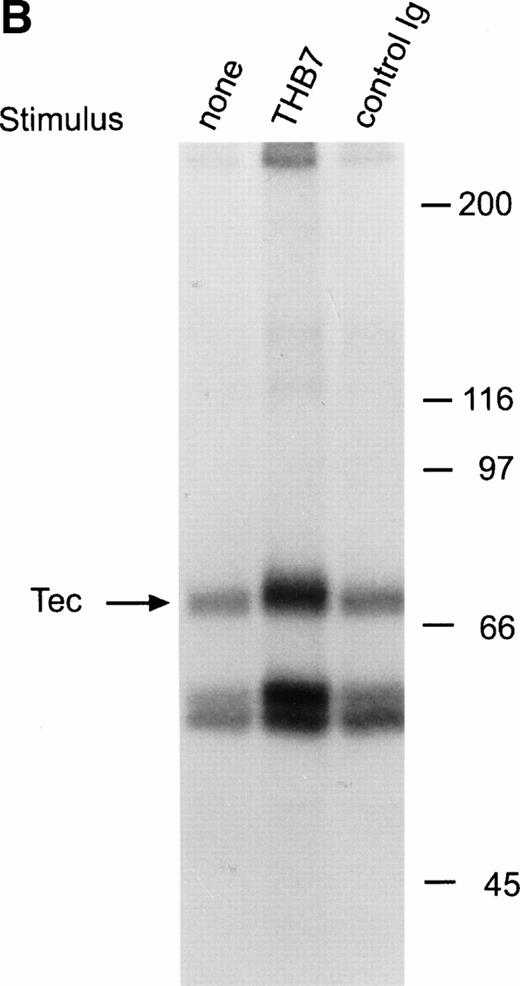 Fig. 5. Ligation of CD38 in RS4;11 cells induces tyrosine phosphorylation and activation of Tec, but not of Btk. (A) RS4;11 cells were incubated with anti-CD38 monoclonal antibodies, T16 and THB7, and isotype-matched nonreactive Ig for 5 minutes. Proteins immunoprecipitated with anti-Tec rabbit antibody were separated by SDS-PAGE and transferred to a nitrocellulose membrane. The membrane was probed with antiphosphotyrosine antibody (pTyr; upper panel), then stripped and reprobed with anti-Tec rabbit antibody (lower panel). Molecular mass markers (in kilodaltons) are indicated. The position of Tec is indicated by an arrow. (B) CD38 ligation increases Tec kinase activity. RS4;11 cells were stimulated with THB7 for 5 minutes and Tec kinase activity was assessed by in vitro kinase assay. (C) RS4;11 cells were stimulated with anti-CD38 monoclonal antibodies as in (A). Tyrosine phosphorylation of Btk was examined as above. The position of Btk is indicated by an arrow. The presence of Btk in the immunoprecipitates was confirmed by stripping the blot and reprobing with anti-Btk goat antibody (lower panel).