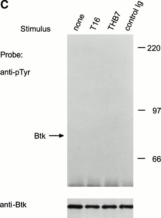 Fig. 5. Ligation of CD38 in RS4;11 cells induces tyrosine phosphorylation and activation of Tec, but not of Btk. (A) RS4;11 cells were incubated with anti-CD38 monoclonal antibodies, T16 and THB7, and isotype-matched nonreactive Ig for 5 minutes. Proteins immunoprecipitated with anti-Tec rabbit antibody were separated by SDS-PAGE and transferred to a nitrocellulose membrane. The membrane was probed with antiphosphotyrosine antibody (pTyr; upper panel), then stripped and reprobed with anti-Tec rabbit antibody (lower panel). Molecular mass markers (in kilodaltons) are indicated. The position of Tec is indicated by an arrow. (B) CD38 ligation increases Tec kinase activity. RS4;11 cells were stimulated with THB7 for 5 minutes and Tec kinase activity was assessed by in vitro kinase assay. (C) RS4;11 cells were stimulated with anti-CD38 monoclonal antibodies as in (A). Tyrosine phosphorylation of Btk was examined as above. The position of Btk is indicated by an arrow. The presence of Btk in the immunoprecipitates was confirmed by stripping the blot and reprobing with anti-Btk goat antibody (lower panel).