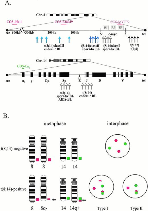 Fig. 1. (A) Schematic representation of the breakpoint regions in 8q24 and 14q32 and location of the respective FISH probes. (B) Ideogram representing the expected localization of signals by two-color FISH in t(8;14)− and + metaphase and interphase cells. Red color: C-myc-pool probe spanning the breakpoint region in 8q24; Green color: COS-cα1 hybridizing to the cα1-gene of the IgH locus in 14q32. T(8;14)+ interphase displaying the type I signal constellation show a split of one red (c-myc) signal and colocalization of one green and one red signal. Cells meeting type II criteria show a colocalization of one green and one red signal irrespective of a split of the c-myc signal.