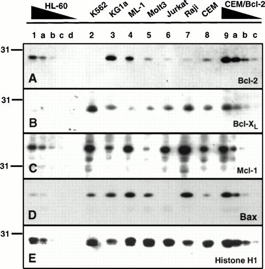 Fig. 1. Expression of Bcl-2, Mcl-1 Bcl-xL and Bax in human leukemia cell lines. Aliquots containing 3 × 105cells from the leukemia cell line (lanes 1 through 9) were subjected to SDS-PAGE followed by blotting with antisera that recognize Bcl-2 (A), Bcl-xL (B), Mcl-1 (C), or Bax (D). As a control for loading and transfer of these samples, the same blots were probed with antibodies to histone H1 (E), a polypeptide that is present in constant amounts in all diploid cells. To provide a basis for comparison of polypeptide levels, serial dilutions of HL-60 cells or CEM cells transfected with Bcl-2 were loaded on the same blots. These samples contained 1.5 × 105, 0.75 × 105, 0.3 × 105, or 0.15 × 105 cells (lanes a through d, respectively).