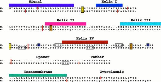 Fig. 1. Sequence alignment of human FL and KL proteins. The figure illustrates that both colony-stimulating factors are type I transmembrane proteins with short cytoplasmic domains; both are likely to be four helix bundle proteins (based on x-ray crystallography data in the case of M-CSF82). The approximate positions of the four helices are shown. The vertical red lines show the locations of introns (to the nearest amino acid) within the genes339395104 and illustrate their common genomic structure and ancestral origin. Conserved cysteine residues are shaded in color to reflect the formation of proposed intramolecular disulfide bonds (3 in the case of FL and 2 in the case of KL). Possible sites for N-linked glycosylation are boxed. The alignment is based on the one originally proposed by Bazan78 for KL and M-CSF.