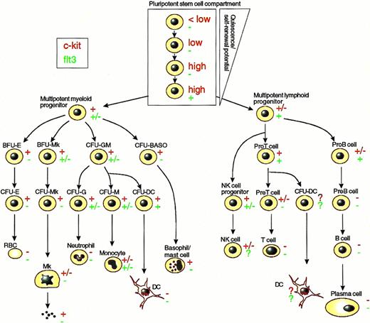 Fig. 2. c-kit and Flt3 expression in the hematopoietic hierarchy. The figure indicates expression of c-kit (red, upper symbol on side of each cell) and flt3 (green, lower symbol on side of each cell) on various classes of hematopoietic stem and progenitor cells as well as mature blood cells, as described in the text. Because most hematopoietic cell populations are heterogeneous and hard to purify, it is not possible to exclude c-kit and/or flt3 expression on a minority of cells in the different cell populations. Therefore, the figure illustrates the c-kit and flt3 receptor status on the majority of cells within a specific population, based on studies of receptor expression and/or functional studies. As discussed in the text, the proposed hierarchy of pluripotent stem cells is based solely on different levels of c-kit and flt3 expression and does not take into account other stem cell antigens/characteristics, which are likely to uncover additional heterogeneity. Symbols: (−) most/all cells appear to lack c-kit or flt3 expression; (+) most/all cells appear to express c-kit or flt3; (+/−) the cell type appears to consist of significant receptor-positive as well as receptor-negative populations; (?) sufficient expression or functional data not available; (high and low) cell populations have been separated based on high and low levels of c-kit expression. Abbreviations: BFU, burst-forming units; CFU, colony-forming units; E, erythroid; Mk, mega karyocyte; G, neutrophilic progenitor; M, monocyte/macrophage; DC, dendritic cell; Baso, basophil; RBC, red blood cell; NK, natural killer cell.