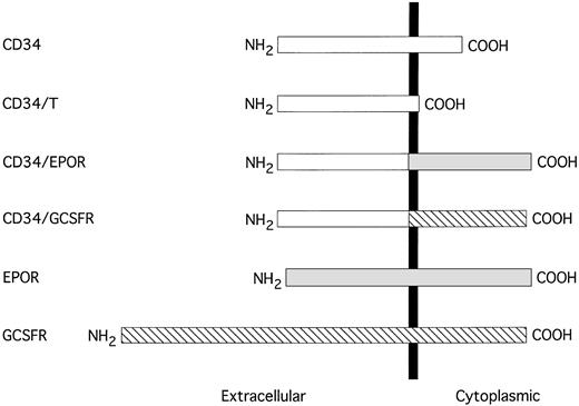 Fig. 1. Schematic representation of the truncated CD34 and CD34 chimeric receptors. The sequences are aligned at their transmembrane domains (shown by a solid vertical bar). The sequence of CD34 is represented by an open box, EPOR is shown by a shaded box, and G-CSFR is depicted by a hatched box.