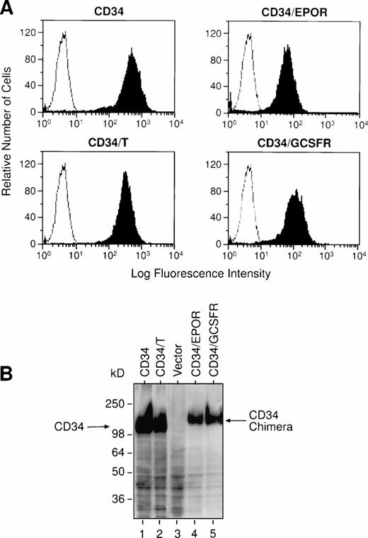 Fig. 2. Expression of the full-length or truncated CD34 and CD34 chimeric receptors on the BaF3 cell transfectants. BaF3 cells were stably transfected with each receptor expression construct as indicated, and individual positive cell clones were selected. (A) Flow cytometry analyses. The vector-transfected BaF3 cells (negative controls, open histograms) or the receptor-transfected BaF3 cells (solid histograms) were stained with the fluorescein isothiocyanate (FITC)-labeled anti-CD34 MoAb HPCA-2. The staining profiles of the BaF3-transfected cells with an isotype-matched control MoAb are the same as those of negative controls (shown as open histograms). (B) Western blot analyses. Cell lysates from the BaF3 cell transfectants were electrophoresed through an 8% SDS-polyacrylamide gel and transferred to a PVDF membrane. The blot was probed with anti-CD34 MoAb QBEND 10 and visualized by ECL detection using goat antimouse IgG conjugated to horseradish peroxidase as a secondary antibody.