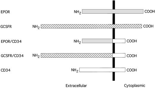 Fig. 4. Schematic representation of EPOR/CD34 and G-CSFR/CD34 chimeric receptors. The sequences are aligned at their transmembrane domains, which are depicted by a solid vertical bar. The sequence of EPOR is shown by a shaded box, G-CSFR is denoted by a hatched box, and CD34 is represented by an open box.