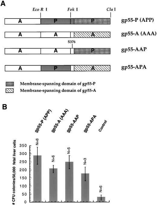 Fig. 1. (A) Diagram of the gp55 constructs. The EcoRI andFok I restriction sites were used to divide the coding sequence into three segments as described by Chung et al.22 P, sequences derived from gp55-P; A, sequences derived from gp55-A. gp55-APP was abbreviated as gp55-P because it is coded by SFFVAP-L, which induces polycythemic effects indistinguishable from those of SFFV-P.14 Construct gp55-AAP contains the entirety of gp55-A except for the membrane-spanning domain and one unique residue (Ser 376) in the exoplasmic domain derived from gp55-P. (B) Induction of erythroid colony formation from day-12.5 fetal liver CFU-E progenitors. Fetal liver cells were infected with retroviruses encoding gp55-P, gp55-A, gp55-AAP, or gp55-APA or with virus encoding β-galactosidase (control). Formation of CFU-E colonies was scored in the absence of Epo after 72 hours by staining with benzidine. Data represent the mean of the indicated number of assays (N) ± 1 standard deviation. Treatment with 1 U/mL Epo induced 957 ± 99 CFU-E colonies/50,000 fetal liver cells (N = 6).
