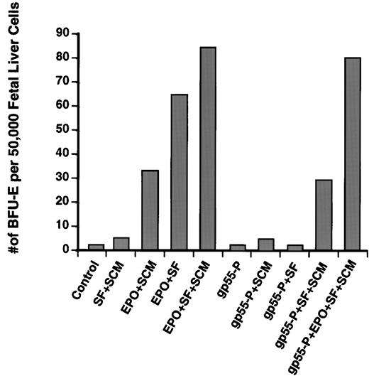 Fig. 3. Induction of erythroid burst formation from day-12.5 fetal liver BFU-Es by gp55-P require the presence of both SF and SCM. Fetal liver cells were infected with retroviruses encoding gp55-P or, as control, β-galactosidase and then plated in methylcellulose containing the indicated growth factors. Data represent the average of two typical experiments, each performed in duplicate; the variation was less than 20%. Cells plated solely in Epo without SF and SCM did not produce any BFU-E colonies.