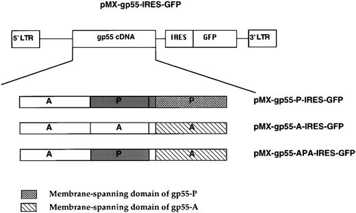 Fig. 5. Bicistronic viruses encoding gp55 proteins and GFP.The pMX retroviral vector was modified to include the encephalomyocarditis virus IRES and, downstream, the GFP coding sequence. The cDNAs coding for gp55-P, gp55-APA, and gp55-A were inserted upstream of the IRES generating pMX-gp55-IRES-GFP vectors.