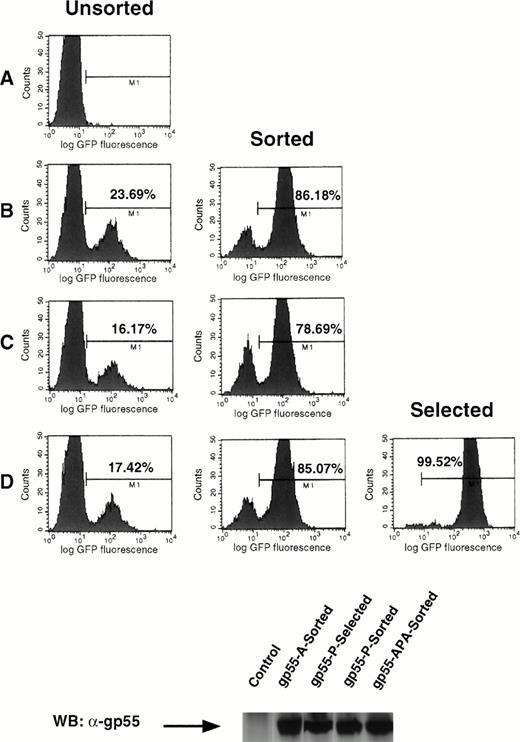 Fig. 6. Bicistronic expression of gp55 proteins and GFP. Ba/F3 EpoR cells were infected with pMX-gp55-IRES-GFP retroviruses encoding gp55-A (B), gp55-APA (C), and gp55-P (D) cloned in the pMX-IRES-GFP retroviral vector or with a similar pMX retrovirus without an insert (A). The FACS analysis shows the percentage of cells that express different levels of GFP at 48 hours after infection. Cells with high GFP fluorescence (bars in B, C, and D) were sorted and then cultured in the presence of Epo. Greater than 78% of these cells retained high GFP expression, as indicated by the panels in the middle column depicting the sorted cells. These sorted cells were also assayed for Epo independence. Only cells infected with pMX-gp55-P-IRES-GFP virus could grow in the absence of Epo; FACS analysis of these is shown in (D), Selected. The level of expression of gp55 proteins in the respective cell lines was shown in the lower panel by a Western blot of whole cell lysates with the anti-gp55 antibody.