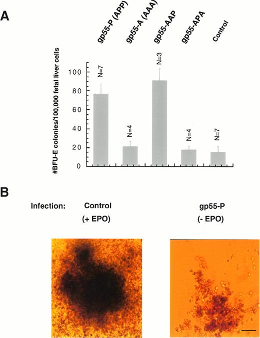 Fig. 2. Induction of erythroid burst formation from day-12.5 fetal liver BFU-E progenitors. (A) Fetal liver cells were infected with retroviruses encoding gp55-P, gp55-A, gp55-AAP, or gp55-APA or with virus encoding β-galactosidase (control). Formation of BFU-E colonies was scored 7 to 9 days after infection in complete methylcellulose medium containing plasma-derived serum, SCM, and SF (see the Materials and Methods). Data represent the mean of the indicated number of assays ± 1 standard deviation. Treatment with 3 U/mL Epo resulted in the formation of 230.5 ± 16.1 BFU-E colonies per 100,000 fetal liver cells (N = 4). (B) BFU-E colonies induced either by 3 U/mL Epo or after infection with SFFV-gp55-P and culture in the absence of Epo. Scale bar = 50 μm.