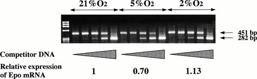 Fig. 3. Oxygen-independent expression of Epo mRNA by P19 cells. P19 cells were cultured in 21%, 5%, and 2% oxygen for 24 hours. Total RNA was prepared and competitive RT-PCR was performed to estimate Epo mRNA. Competitor DNA in the PCR reaction mixtures was increased from 0 to 100 fg.41 The amplified products of 451 bp and 282 bp were derived from transcribed Epo cDNA and the competitor DNA, respectively. The band intensity was measured and Epo mRNA was calculated from the equivalence points of the band intensity of the amplified products. The calculation yielded 0.69 ng Epo mRNA/mg total RNA when the cells were cultured in 21% oxygen, 0.48 in 5% oxygen, and 0.78 in 2% oxygen. The content of Epo mRNA relative to that in 21% oxygen is shown.