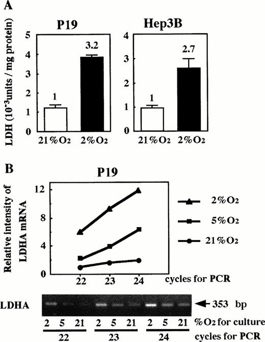 Fig. 5. Hypoxic induction of LDH in P19 cells. (A) LDH activity; (B) LDHA mRNA. In (A), P19 cells and Hep3B cells were cultured in 21% and 2% oxygen for 24 hours and cellular LDH activity was determined. LDH activity (Wro units of the LDH assay kit) per milligram of cellular protein is shown. Hypoxic inducibility (activity ratios in 2% and 21% oxygen) is indicated. Each value is the mean ± SD of triplicate experiments. In (B), P19 cells were cultured in 21%, 5%, and 2% oxygen. LDHA mRNA in total RNA was amplified by RT-PCR, varying the PCR cycle number (22, 23, and 24 cycles). LDHA mRNA-derived product of 353 bp is shown. β-Actin mRNA was also amplified to use for normalization of efficiency in RT (see the Materials and Methods). Normalized band intensities relative to that of the product amplified (22 cycle) from LDHA mRNA of the cells cultured in 21% oxygen were plotted against PCR cycle number. (•) 21% oxygen; (▪) 5% oxygen; (▴) 2% oxygen.